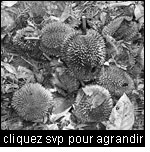 En Asie tropicale, le fruit sylvestre Durian (Durio zibethinus) joue un important rôle socio-économique, d'une part pour la consommation locale, et d'autre part pour l'exportation depuis qu'il est également produit en plantations.