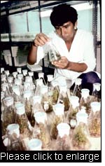 The local population should benefit from the results of research on its plant genetic resources. Technician observes cultures in tissue culture laboratory of the International Potato Centre, Lima, Peru.